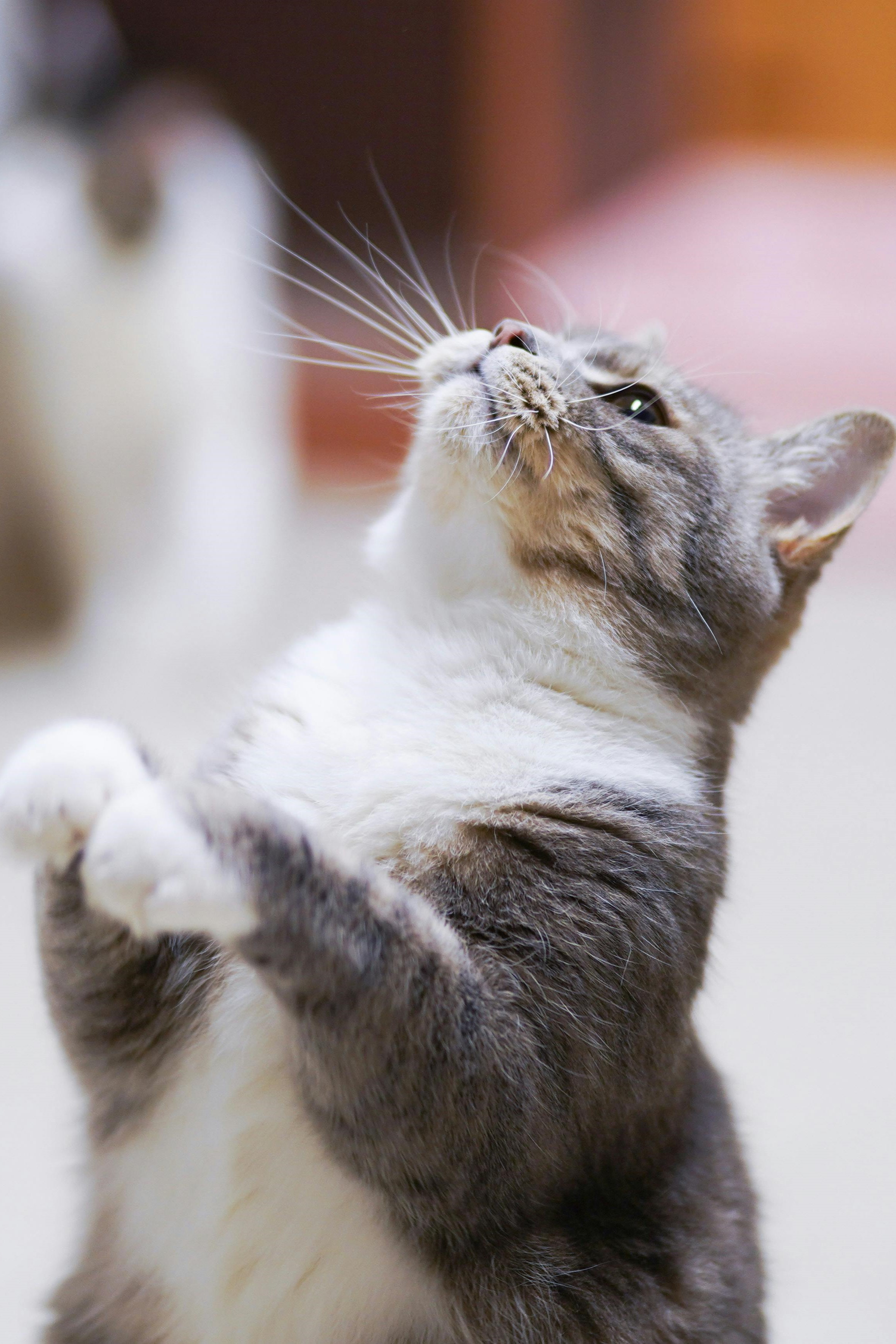 Cat with stars
